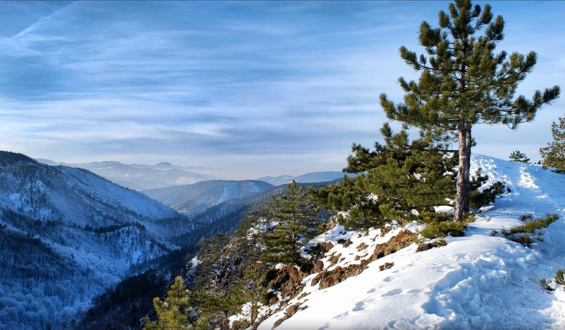 Divčibare mountain landscape covered in winter snow and pine forests